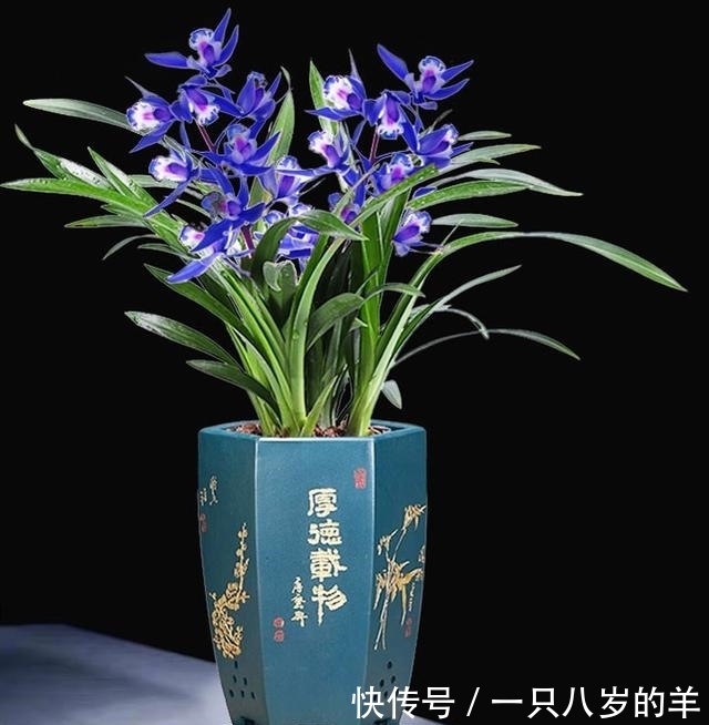 此兰只应“天上”有,人间哪得几回闻,兰色清雅,让人一见钟情