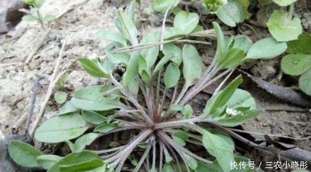 珍贵|农村一种常见植物俗称“附地菜”,既能食用也能药用,价值珍贵