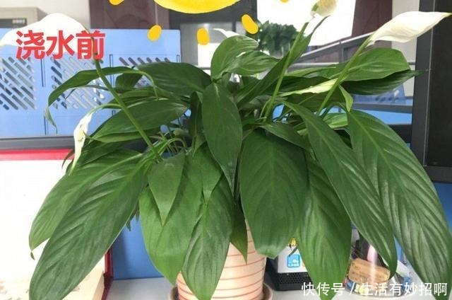 10种花,春天不能晒,躲屋里最安全!10种花,春天不能晒,躲屋里最安全!