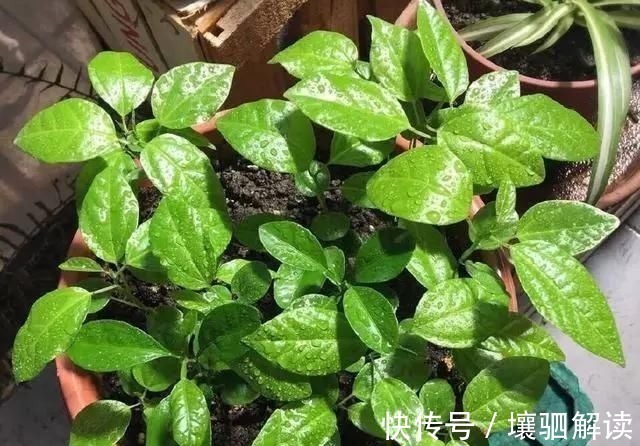 百香果|有1种“水果”,剪根枝条插土里,15天生根,结出果子“吃不完”