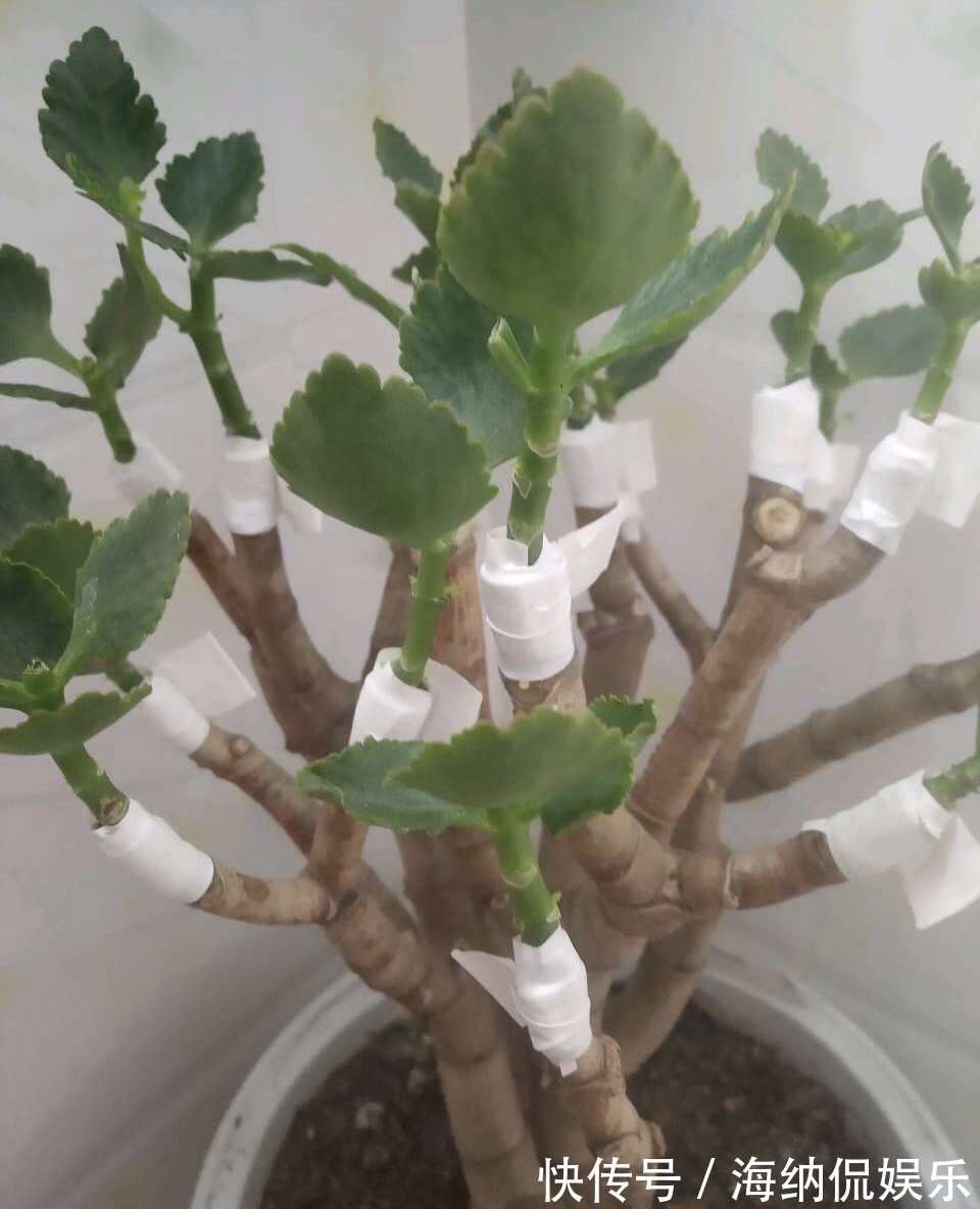 长寿|养花10年,他的长寿花1棵开3种颜色,方法3分钟就学会