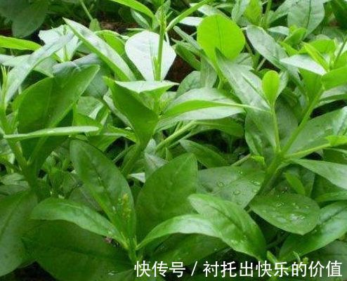 野草|农村称为“人参菜”,不仅食用价值高,还能入药使用,价值珍贵