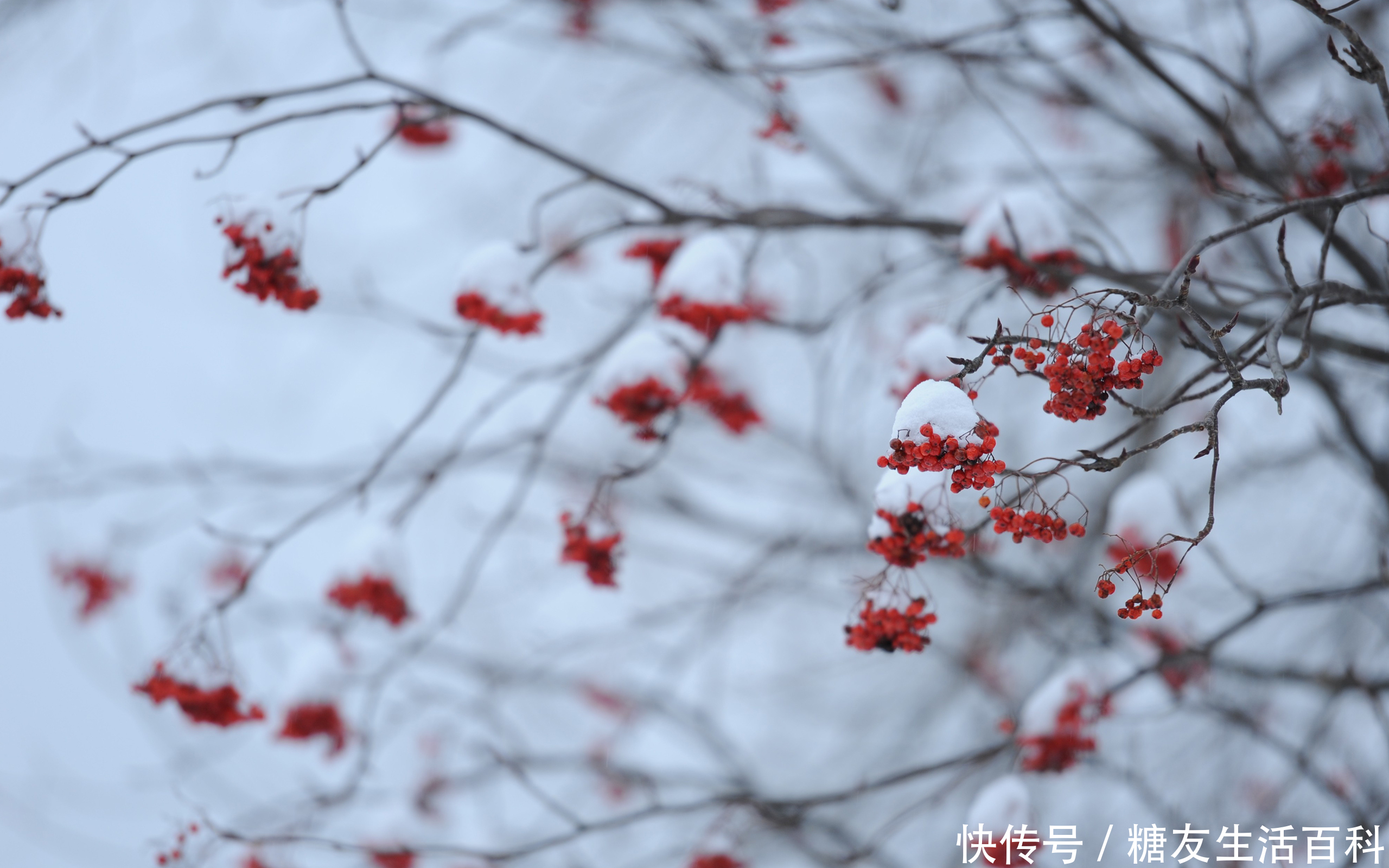 冬至一阳生，三九补一冬|二十四节气| 阳生