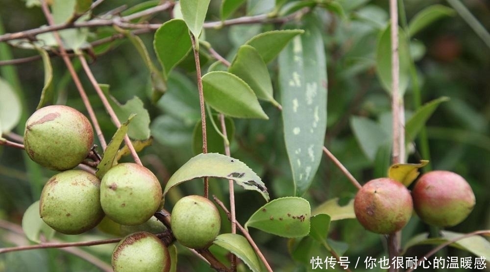 美食|芦溪美食特产分享,6种小编最爱,有你喜欢的吗?