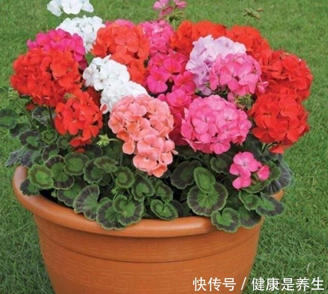 这几种植物就是“开花劳模”,一开就是大半年,美极了!