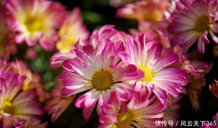 春天就养这“5种花”,丢盆里猛长,开花多又美,一整年开花!