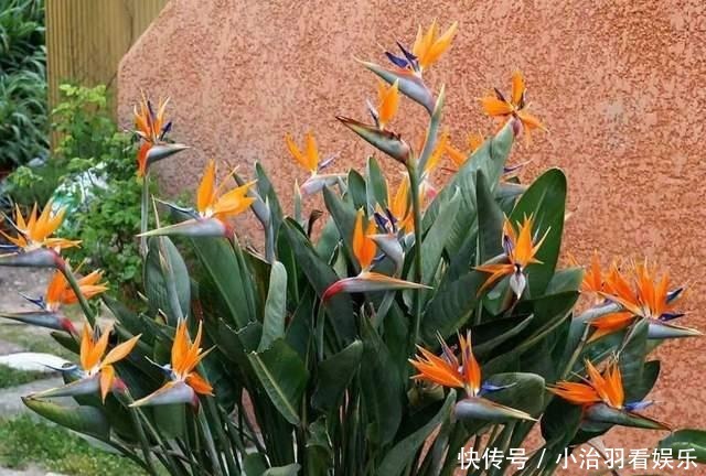 不开花的天堂鸟怎么了?