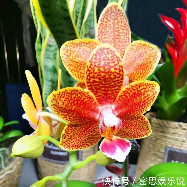 仙客来|被称为“夏必死”的8种花,我却喜欢买一些,因为能“省”不少钱