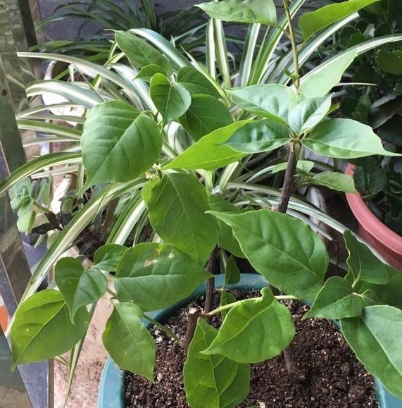 花友们这10种漂亮的花，很快就发芽长根、爆盆开花又招财气！