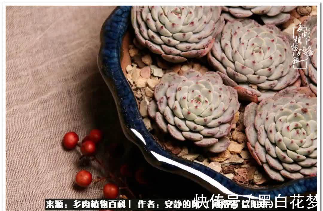 阳台多肉党的幸福生活!