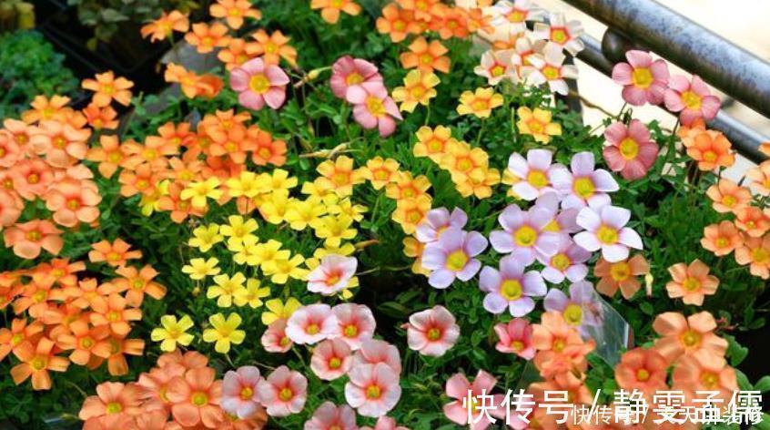 4种花漂亮又好养，不仅名字好听，花也漂亮，养家里，满屋飘香！