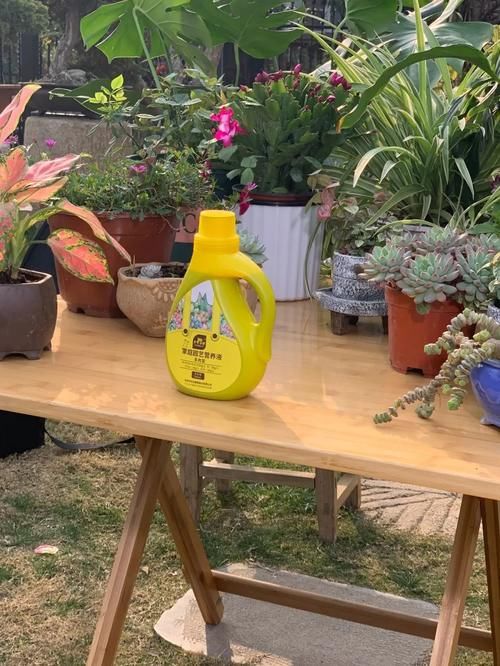 这5款花，不怕不浇水，就怕浇水多，特别适合懒人！