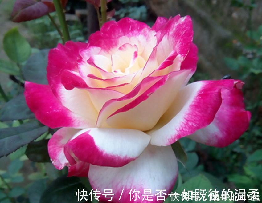 花卉|世上最美最香的两种花,美如西施,香过桂花,养殖简单又容易