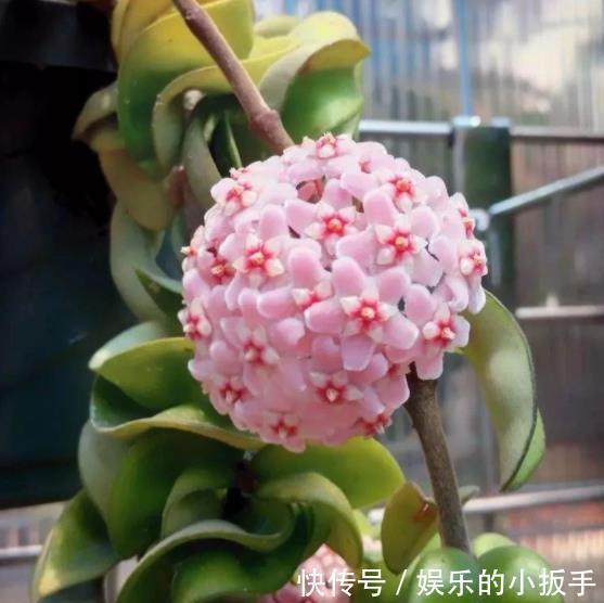 散光|盘点3种漂亮的耐阴花,采光不好也照样花开满枝,专为北阳台而生