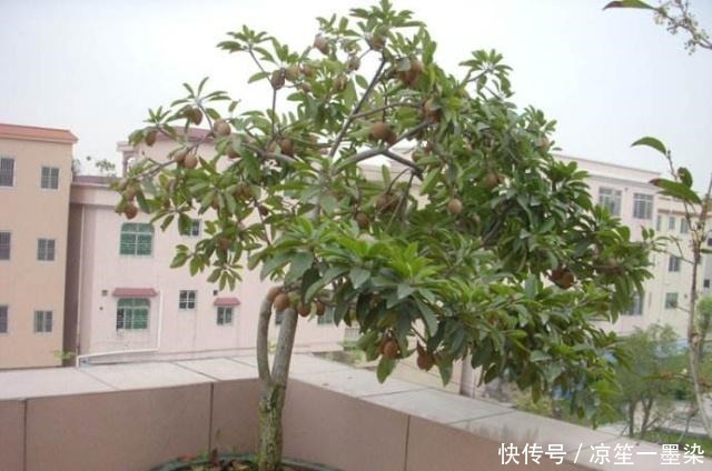 春季种盆栽果树,用4个小技巧,果子结的多又大,有阳台就能种!