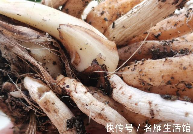 养兰花时多菌灵如何使用？很多网友不知道，用错了不仅无效还有害