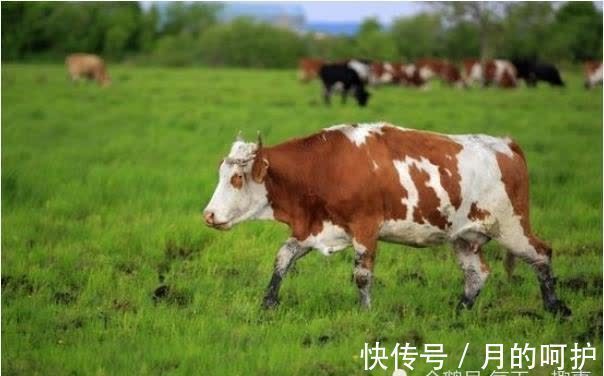 属牛|属牛的人出生以下4个时辰,命好到老天爷都嫉妒,看看你家有吗?