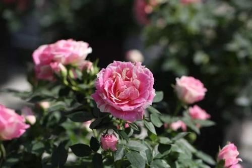 养月季没有那么复杂,“两种肥”轮流给,花苞更多叶子绿