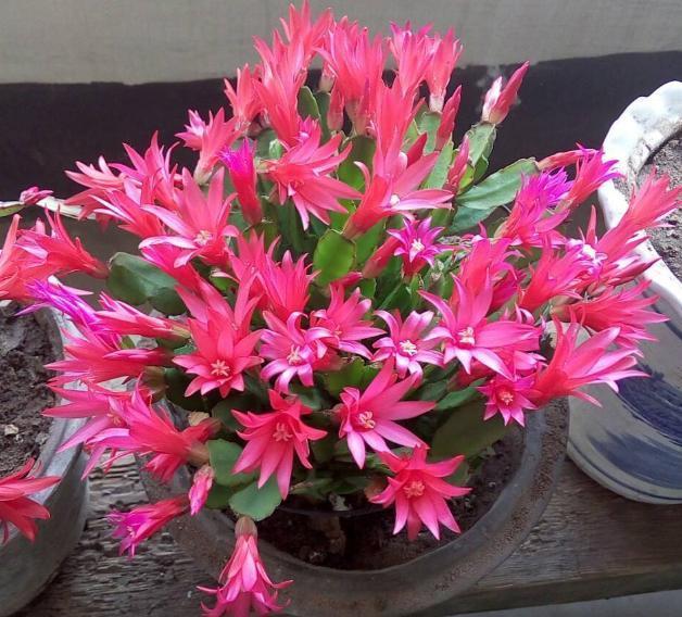 年宵花|阳台盆栽年宵花蟹爪兰,细节遵循4个要求,茎叶旺盛、开花多