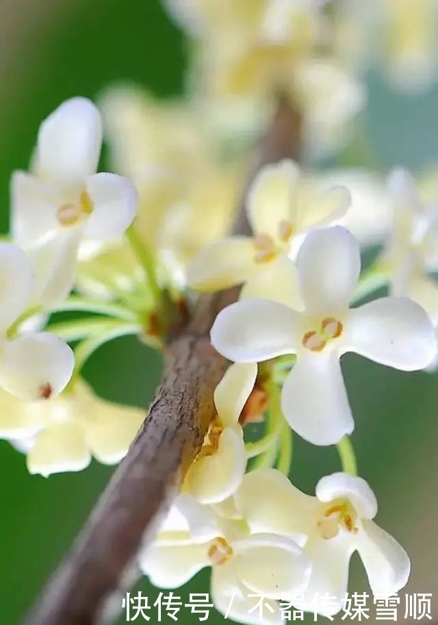 中国的十大名花,你知道几个?