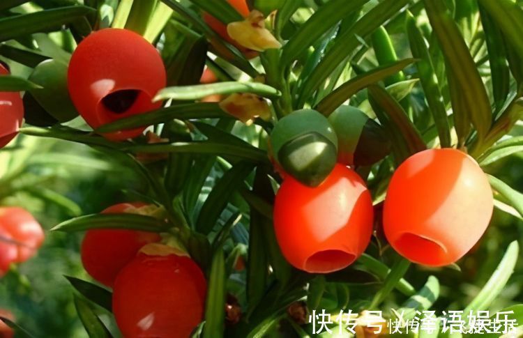 美容|对身体最好的3种食物,美容养生、延缓衰老,爱吃就赚了