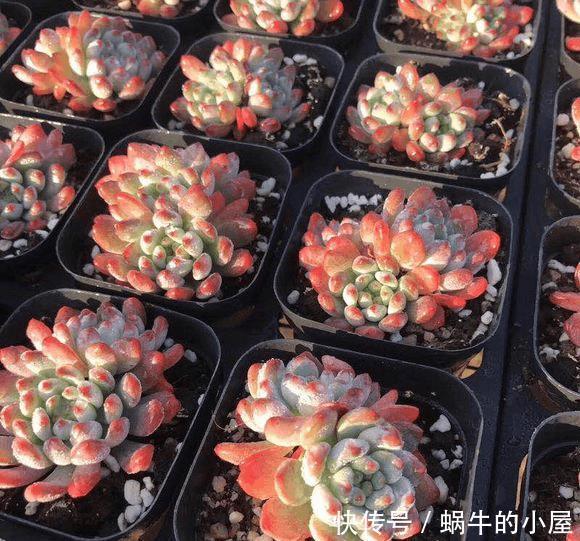 多肉没有高低贵贱,肉友的水平却有高低