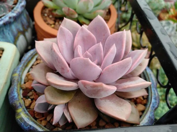 养肉三年，分享养肉经验，谈谈适合逆开挂区的多肉！