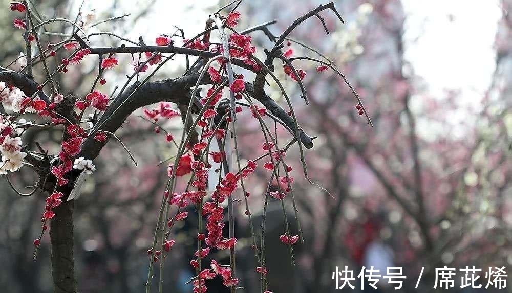 冷蕊@品性孤高自带香,小院深处占年芳《咏梅》七律诗五首(附诗评)