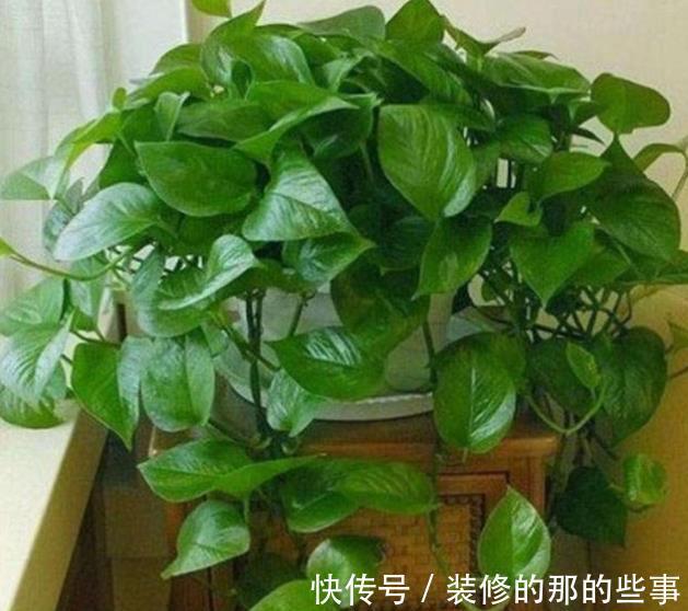 虎皮兰|4种花是“真酒鬼”,7天喝一勺,叶子油绿开花艳丽,比花肥好使