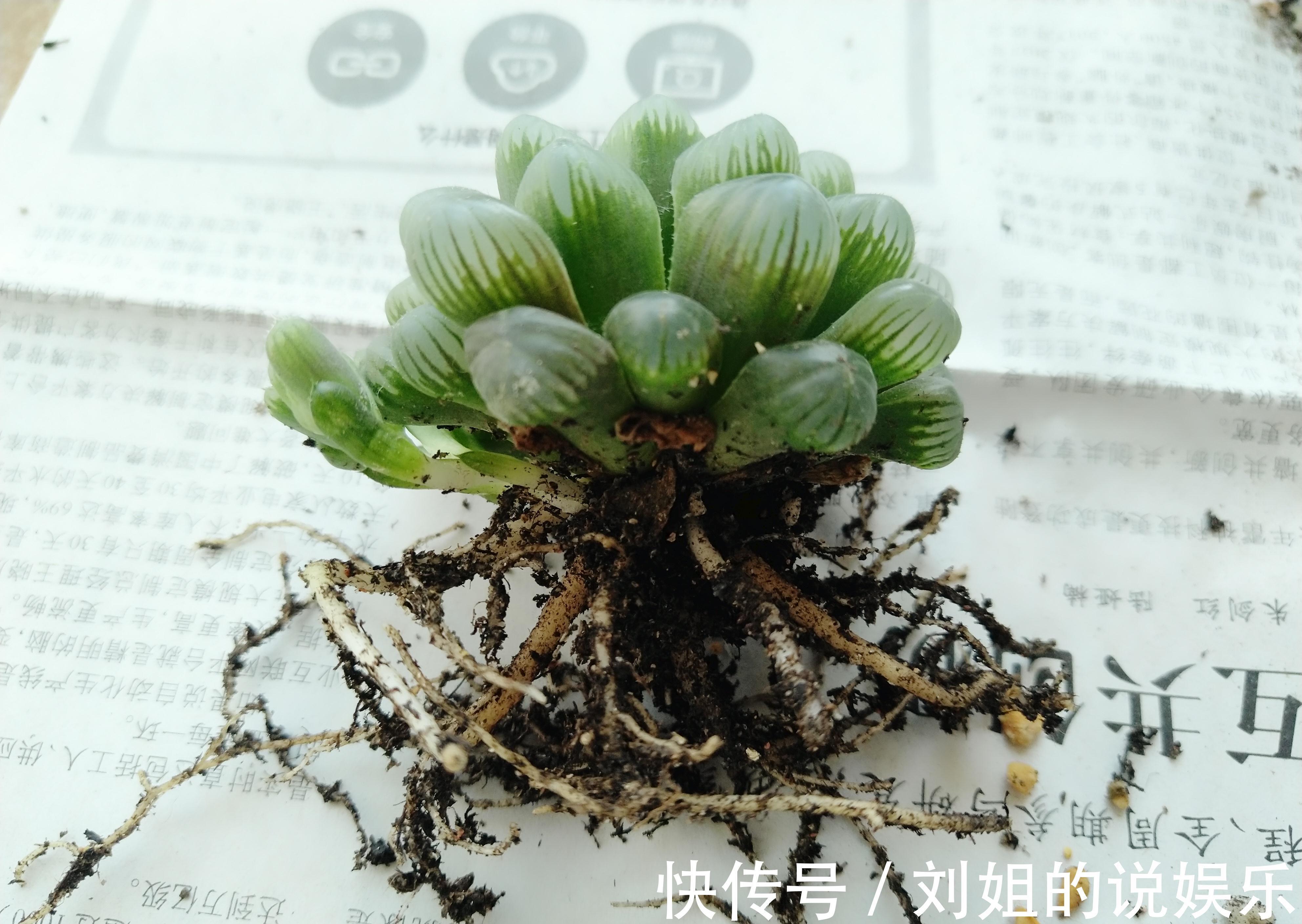 怎样让您的多肉尽快度过危险的服盆期