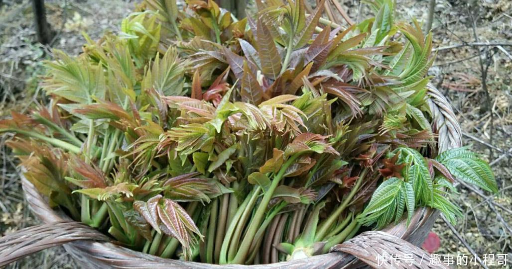香椿芽|同是香椿,紫叶和绿叶有什么不同?原来差别这样大,以后别买错了