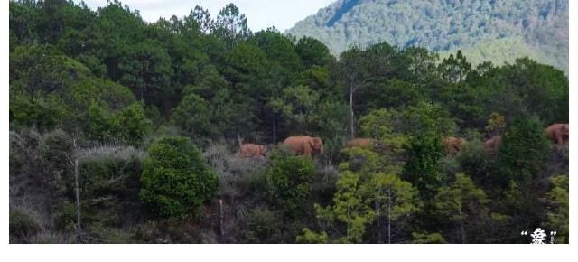 開幕式|COP15大會開幕式播映短片《“象”往云南》