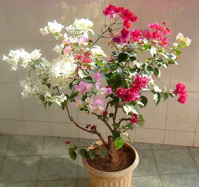 三角梅小苗,施肥选择好,让它根系变强大,枝繁叶茂,花开爆盆