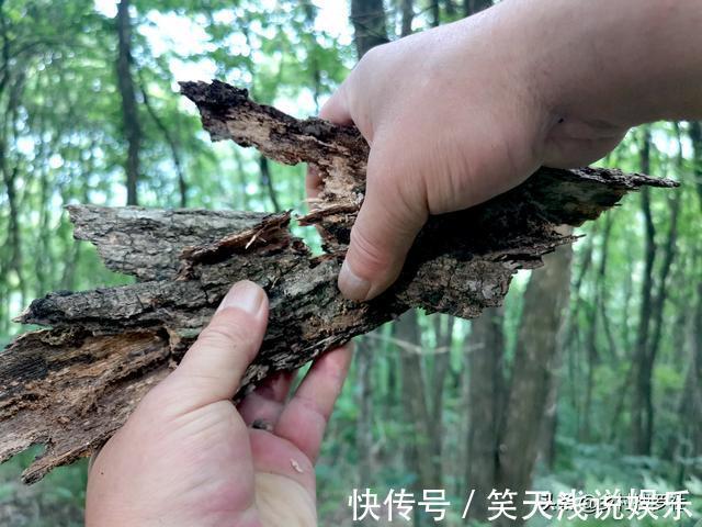 比松树皮更好的兰花植料，生根快、发芽壮，更适合兰菌滋生