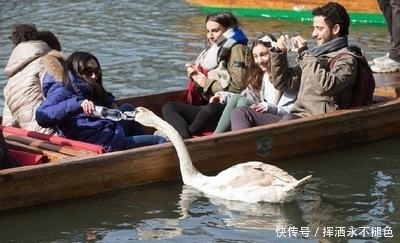 中年|游客划船旅游，天鹅蹦出来拦路抢劫！游客们扎心了。