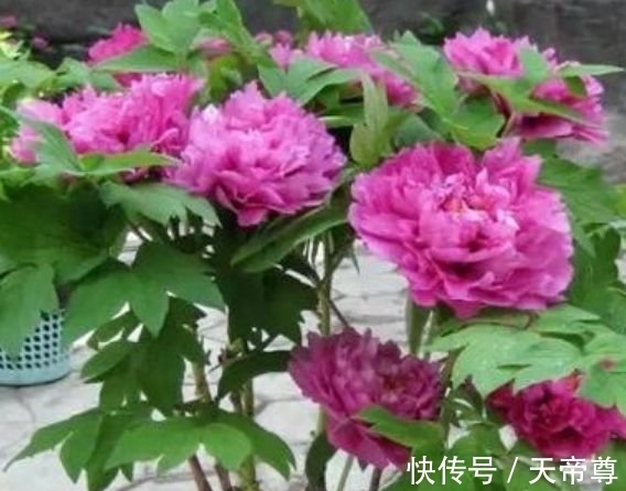 4种花养家里,福旺运旺财更旺,开满整个花盆,快养起来吧!