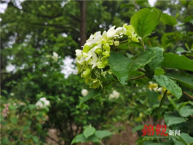 春花初歇 这里还有一个宝藏花园