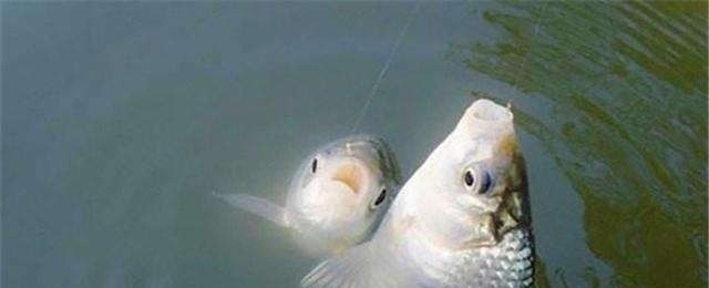 小鱼闹窝就不钓了记牢老钓友这“妙招”,上钩的全是大鱼,莫忽视