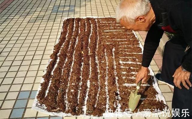 杀菌|养花上盆前，记得“多做一步”，不然“招虫子”，还烂根！