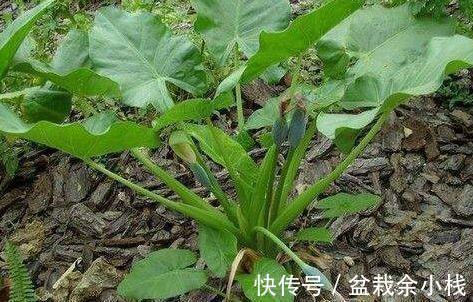 野菜|炎热的夏天,不容错过此野菜,能解毒,消肿止痛,吃到就是捡到宝