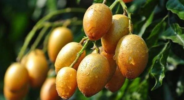 秋天|女性保持年轻,秋天吃以下食物,美容护肤,排毒抗衰,使肌肤水嫩