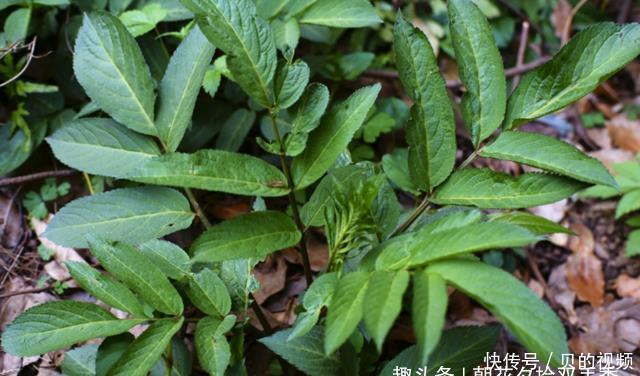 此种植物常长于房前屋后,曾经被人们所忽视,殊不知可入药