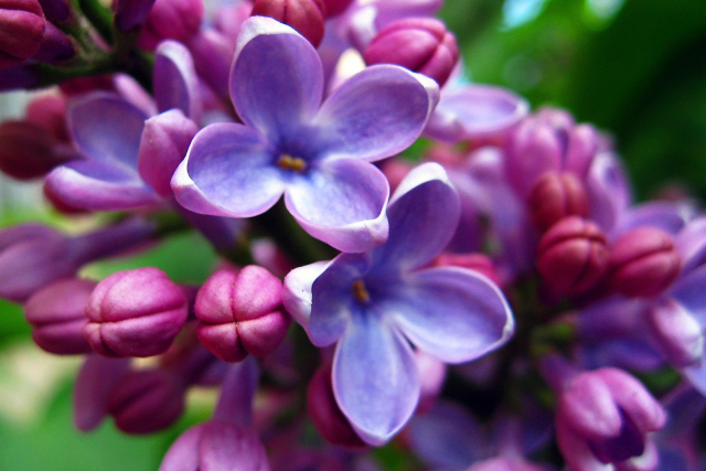 此花是一种天真无邪的花,所代表的是天各一方的思念,是悲伤的花