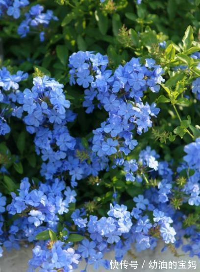 入冬后,家里的4种花赶紧剪一剪,安全过冬,来年花量翻倍