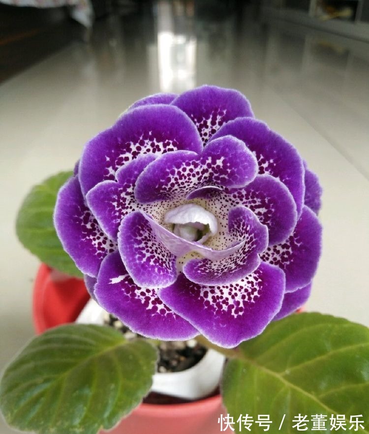 苦苣苔科|秋季养这四款花卉,四季花开不断,一盆千百朵,花色美丽不费心