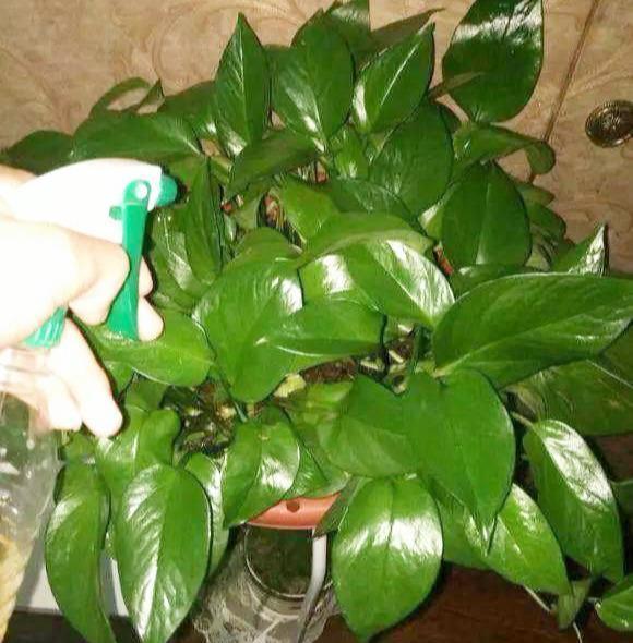 顺序|养绿萝，按照顺序“4步走”，做对了30天爆盆，从不黄叶