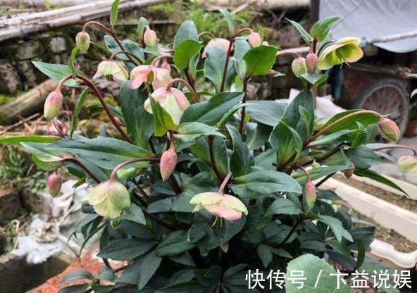 养殖|7款颜值高、管理容易的植物,忒适合地栽、盆栽,个个枝繁叶茂