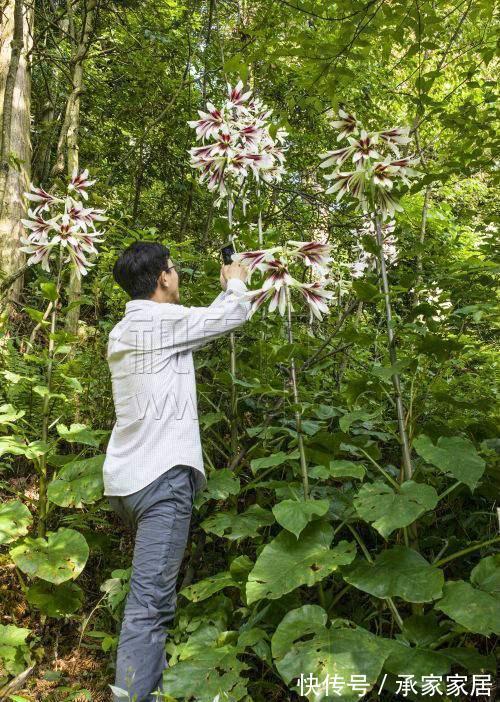 种球|一颗百合花,身高2米8,长成百合树,长在深山里,花朵比头大