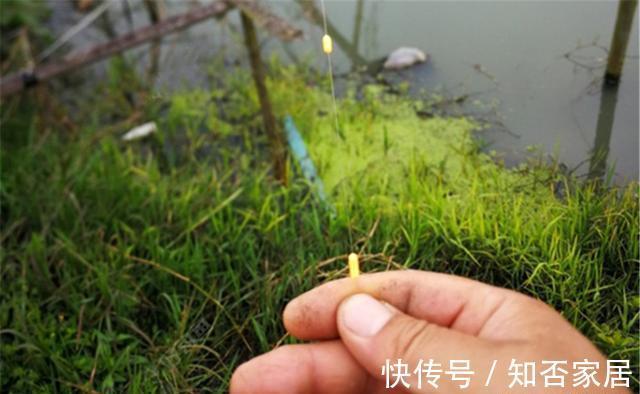 灵敏度|钓鱼技巧:七星漂“睡钩”钓组的调漂方法,可繁可简,灵钝由人