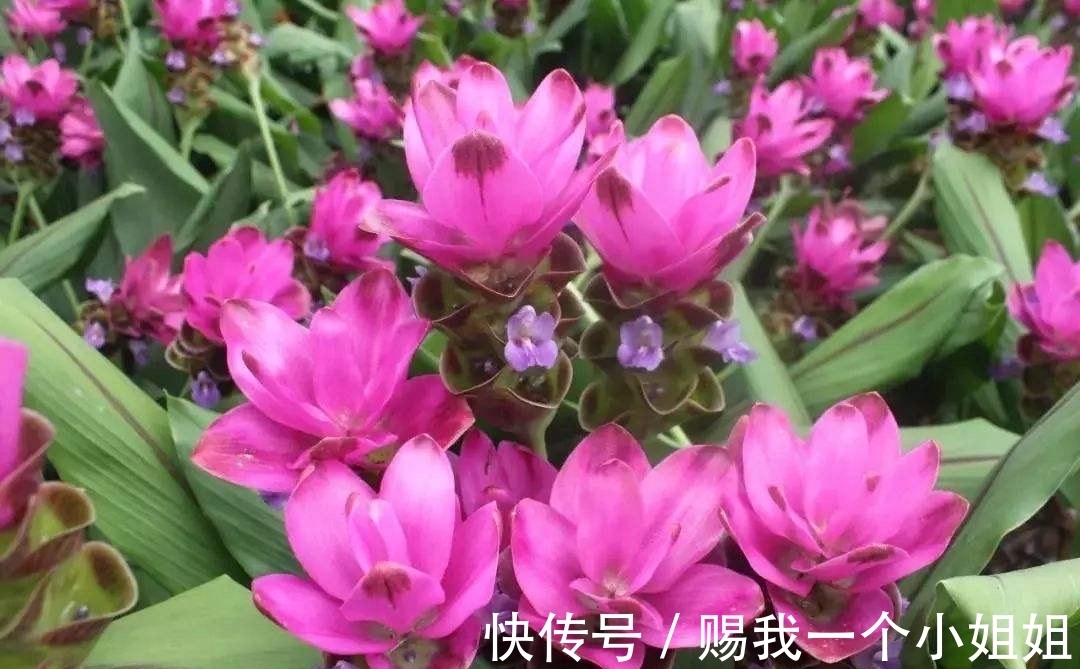 姜荷花|一块“大生姜”,开满粉荷花,家里养一盆,仙气飘飘,开花100天